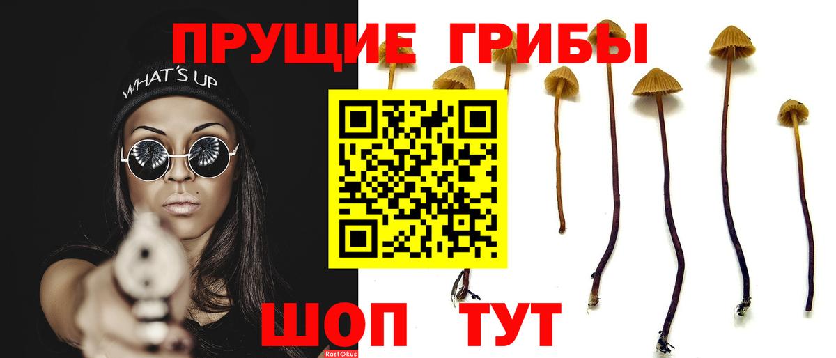 Галлюциногенные грибы Psilocybe Кинешма